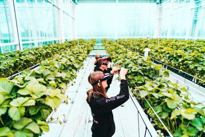 Studenten Agro- en biotechnologie aan het werk in de serre van Thomas More